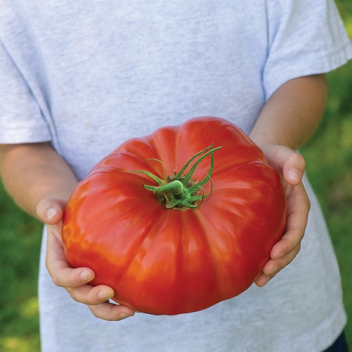 Tomato Gigantomo
